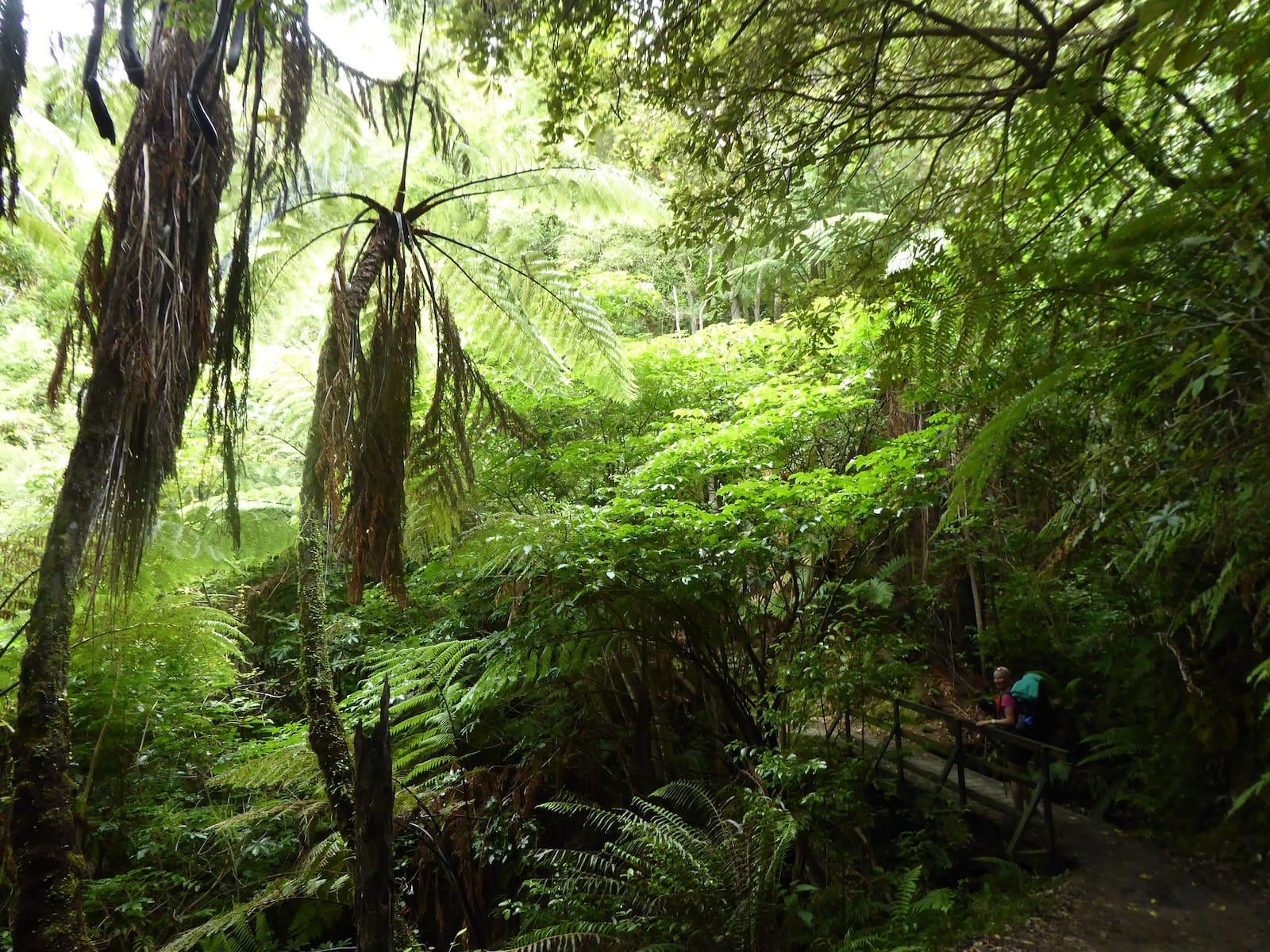 Urwald Neuseeland